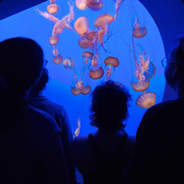 Nayak lab graduate students Alienor, Gavin, Blake, and Sophia watch jellyfish at the aquarium.